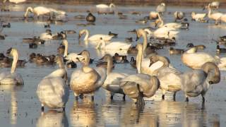 Sacramento Valley Tundra Swans [upl. by Blodgett]