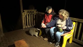 Angie is back with the Raccoons again  Thurs 23 Nov 2023 [upl. by Frieda]