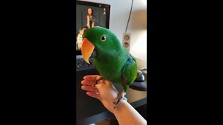 Eclectus Parrot Play Fighting amp Says quotGrrquot  Jasper the Eclectus Parrot [upl. by Airenahs]