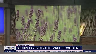 Sequim lavender festival this weekend [upl. by Eelamme]