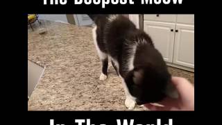 The deepest cat meow in the world [upl. by Natsrik]