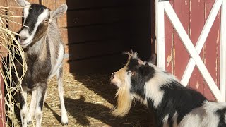 Another Goat Exciting Breeding Day [upl. by Ainsley]