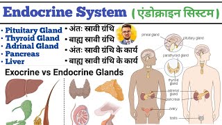 Endocrine System in hindi  Endocrine Gland  Pituitary Gland  Thyroid Gland  Liver  Pancreas [upl. by El]