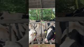 Dairy How Do Cows Eat So Cute Eating Cows cows dairyfarm farming dairymilk viral trending yt [upl. by Elcin645]