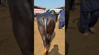 Lahore Cow Mandi VIP Jhoti amp Crossable Katti niliravibuffalo farming [upl. by Ahsaercal345]