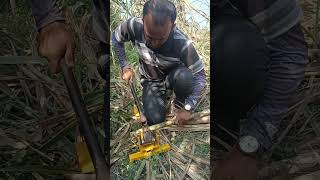 Sugarcane bud cutter agritech music sugarfarming video [upl. by Orel]