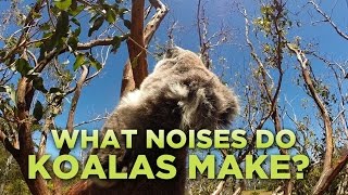 What Noises Do Koalas Make [upl. by Dunson696]