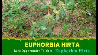 Euphorbia Hirta Do You Know This Herbs Rare Opportunity To Meet  Medicinal Plants  Indian Herbs [upl. by Joceline]