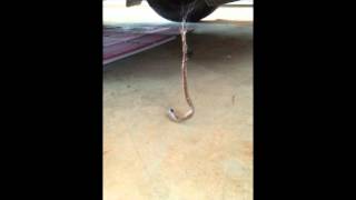 Redback vs Brown snake [upl. by Combs]