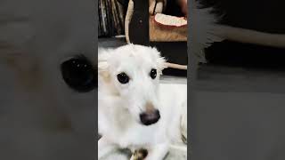 Kya dog ho rheee😂😂 song doglover viralreels music hindisong [upl. by Auhs]