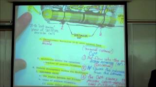 ANATOMY SKELETAL MUSCLE HISTOLOGY by Professor Fink [upl. by Quint]