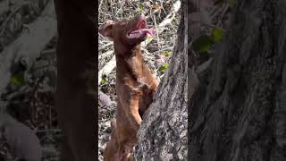 Mountain Cur and Patterdale Terrier treeing raccoons hunting [upl. by Ethelstan544]