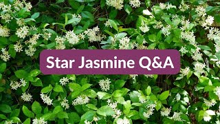 STAR JASMINE ANSWERING YOUR QUESTIONS  JoyUsGarden [upl. by Ainaznat184]