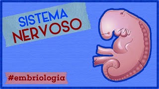 Sistema Nervoso  EMBRIOLOGIA 6 [upl. by Higinbotham]