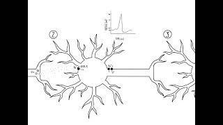 Excitatory and Inhibitory Circuits [upl. by Nnylannej935]