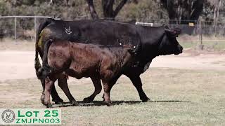 Lot 25 ZMJPN003 VC Simmentals Online Herd Reduction Sale 2024 [upl. by Christine]