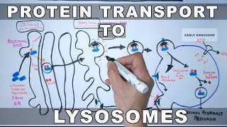 Lysosomal Protein Targeting [upl. by Rooney]