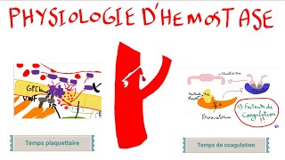 Physiologie dhémostase [upl. by Nottap184]