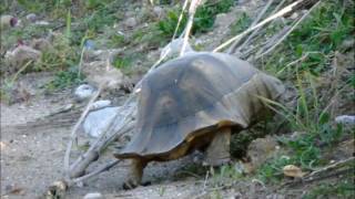 Tortoise «Testudo marginata» in Heronissι [upl. by Ahtiuqal561]