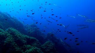 Diving Ustica Sicily with endless Barracudas Giant grouper and Aplysia fasciata mottled sea hare [upl. by Ruberta]