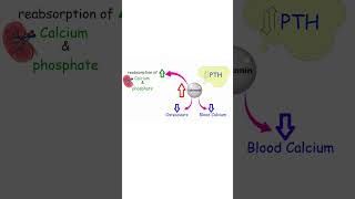 CALCITONIN EXPLAINED BONE GROWTH AND EXERCISE bone calcium exercise exercisescience [upl. by Nohtanhoj818]