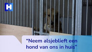 Dierenasiel in Zaandam zit bomvol honden werknemers zijn radeloos [upl. by Eilloh]