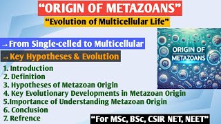 Origin of Metazoans  Metazoa  Theories of origin of metazoa  Origin and evolution of Metazoa [upl. by Downs]