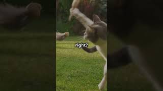 quotWhy Do Cats Chirp at Birds Feline Instinct Explained cats chirping felineinstinctquot [upl. by Mackoff]