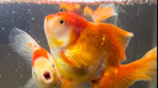 I have 1 male and 3 females goldfish fishtank ryukingoldfish orandagoldfish blackmoor youtuber [upl. by Hildegarde798]