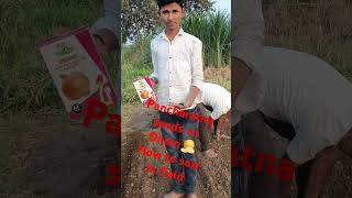 A F L R Pancharatna seeds co How to sow the seed of 🧅onion brand is brand 🔥🔥 [upl. by Gitel]