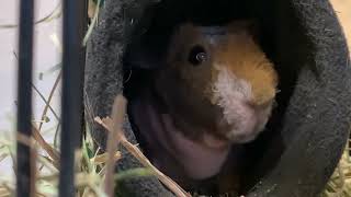 Peanut our Skinny Pig before she gets adopted [upl. by Aivad260]