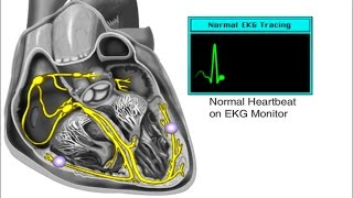 How the Heart Works  Electrical System of the Heart Animation  Cardiac Conduction Video  ECG [upl. by Mame]