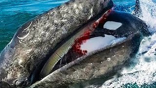 10 Times Sea Animals Messed with the Wrong Opponent [upl. by Zirkle768]