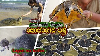 Largest sea turtles in Sri Lanka kosgoda unexcepted size kosgoda srilanka turtle [upl. by Randolph]