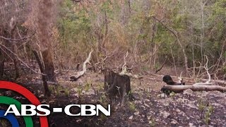 TV Patrol Illegal logging kaingin dahilan ng matinding baha sa Occidental Mindoro [upl. by Iaht]