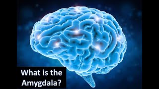 What is the Amygdala [upl. by Karlene809]