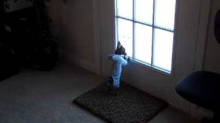 Teacup Chihuahua Barking At A Cat [upl. by Ahsinwad]