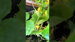 Cucumber vegetable plant in my kitchen garden [upl. by Ashjian]