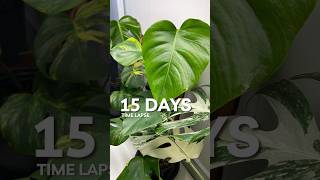 2 Monstera Aurea Leaves Unfurl houseplants planttimelapse [upl. by Dutch268]