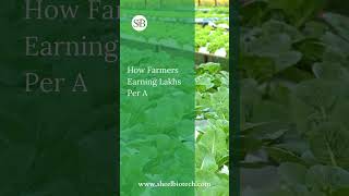 Earning Lakhs Per Acre The Secrets of Successful Hydroponic Farming [upl. by Cairistiona]