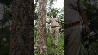 Boswellia Serrata  Salai Tree [upl. by Lillith]