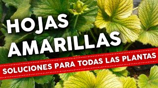 5 Razones por que se ponen AMARILLAS las HOJAS de las plantas Como Solucionar [upl. by Shamus33]