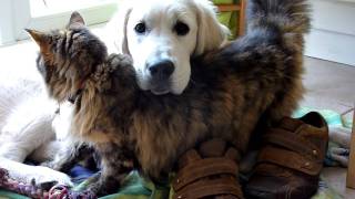 Cat loves cutest golden retriever puppy [upl. by Ydda]