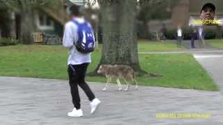 UBC Wild Coyote Walking With Students [upl. by Winfrid]