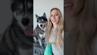 My dog argued with me over his bath day dog dogs husky huskies cute [upl. by Pall378]