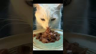 Cat food blogger cat food blogger shorts video shere subscribe [upl. by Allard]