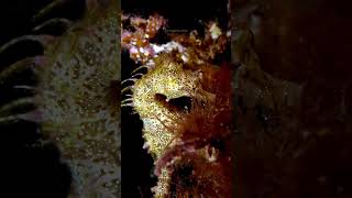 Hippocampus Breviceps Seahorse seahorse underwater fish hippocampus nature breviceps HA88878 [upl. by Wivestad]