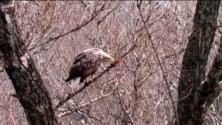 Orliak Morský Haliaeetus albicillaWhitetailed Eagle Hniezdenie [upl. by Bibbie]