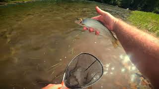 Fly Fishing North Idaho  Quick Float [upl. by Harret]