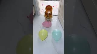 Dog balloon crack challenge part 15 shorts short trending viralshorts respect sad tamil fact [upl. by Hallagan]